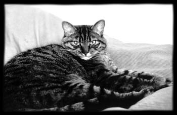 Meow